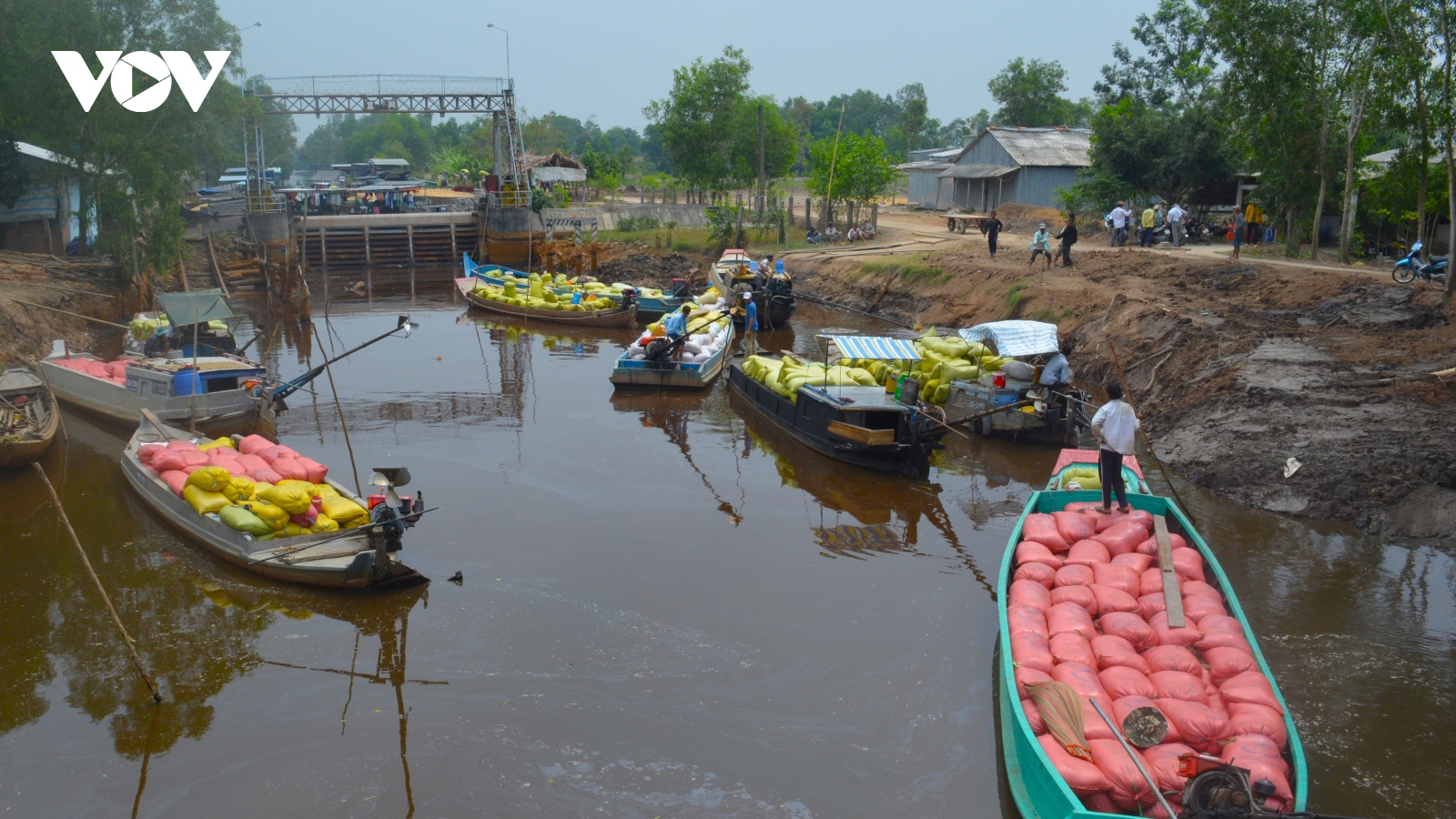 Thương lái mua lúa không trả tiền khiến nông dân Cà Mau điêu đứng