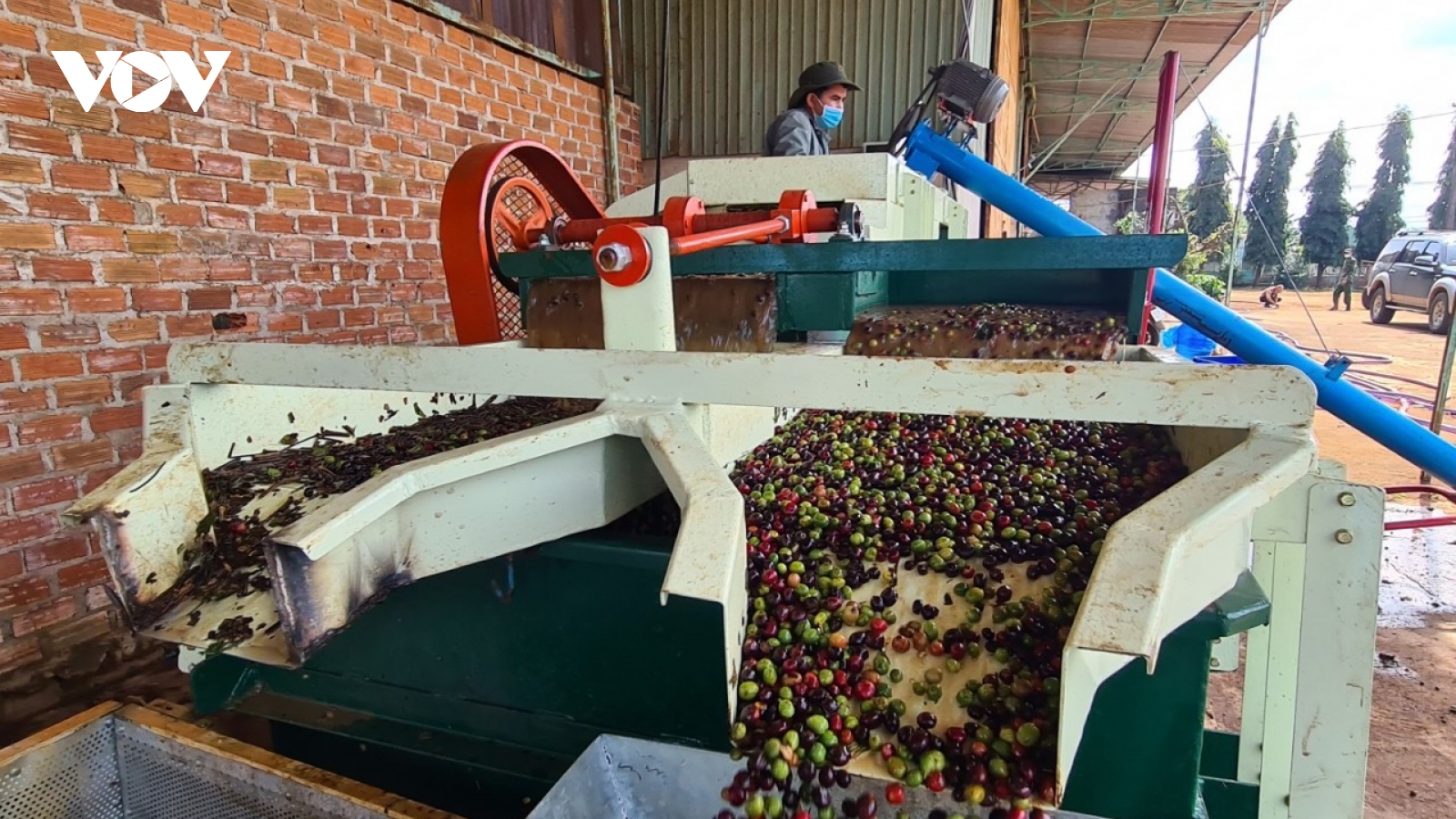 Cà phê sụt giá doanh nghiệp chế biến dè dặt