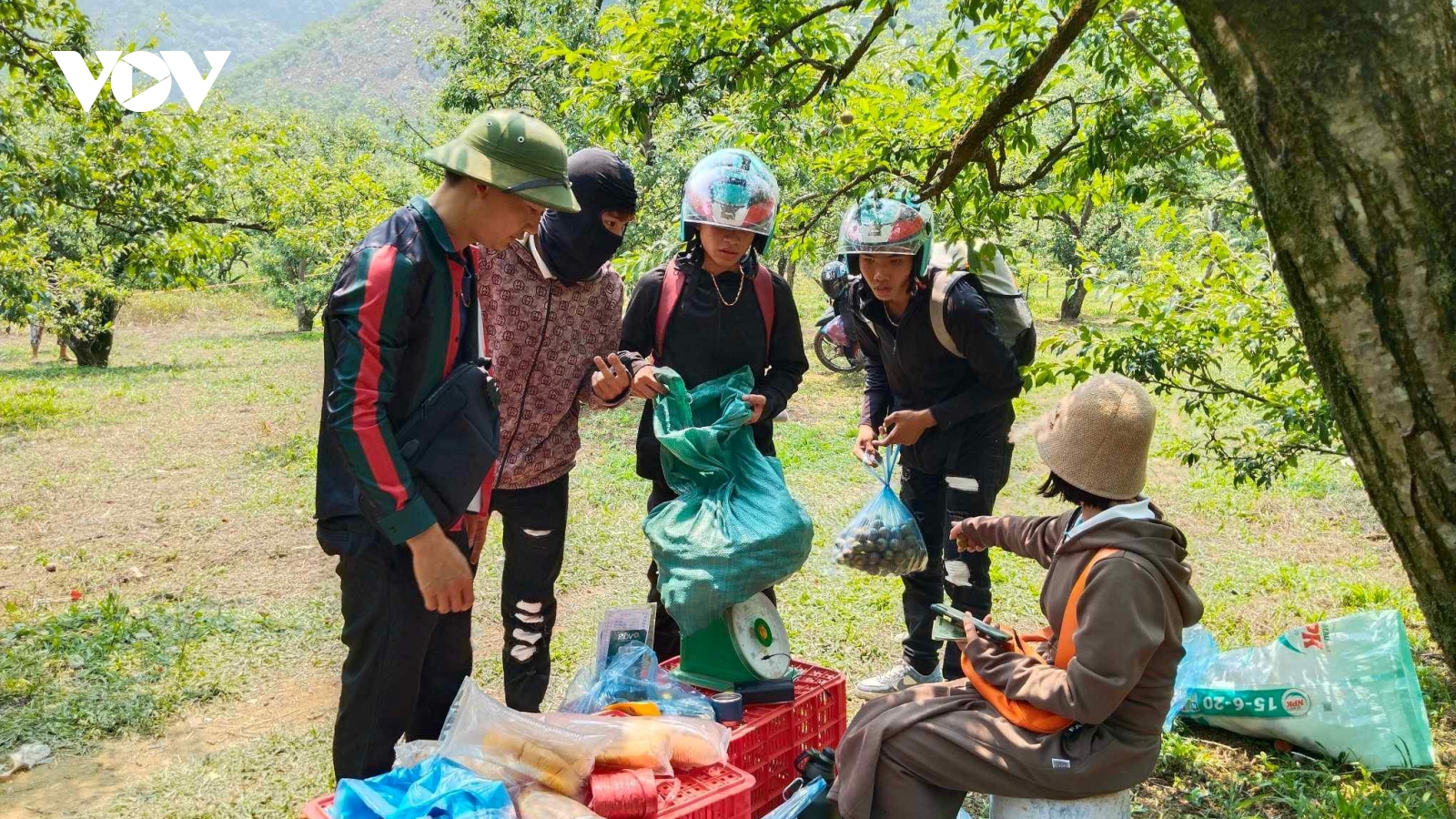 Các cơ sở lưu trú Mộc Châu hoạt động hết công suất dịp 30/4-1/5