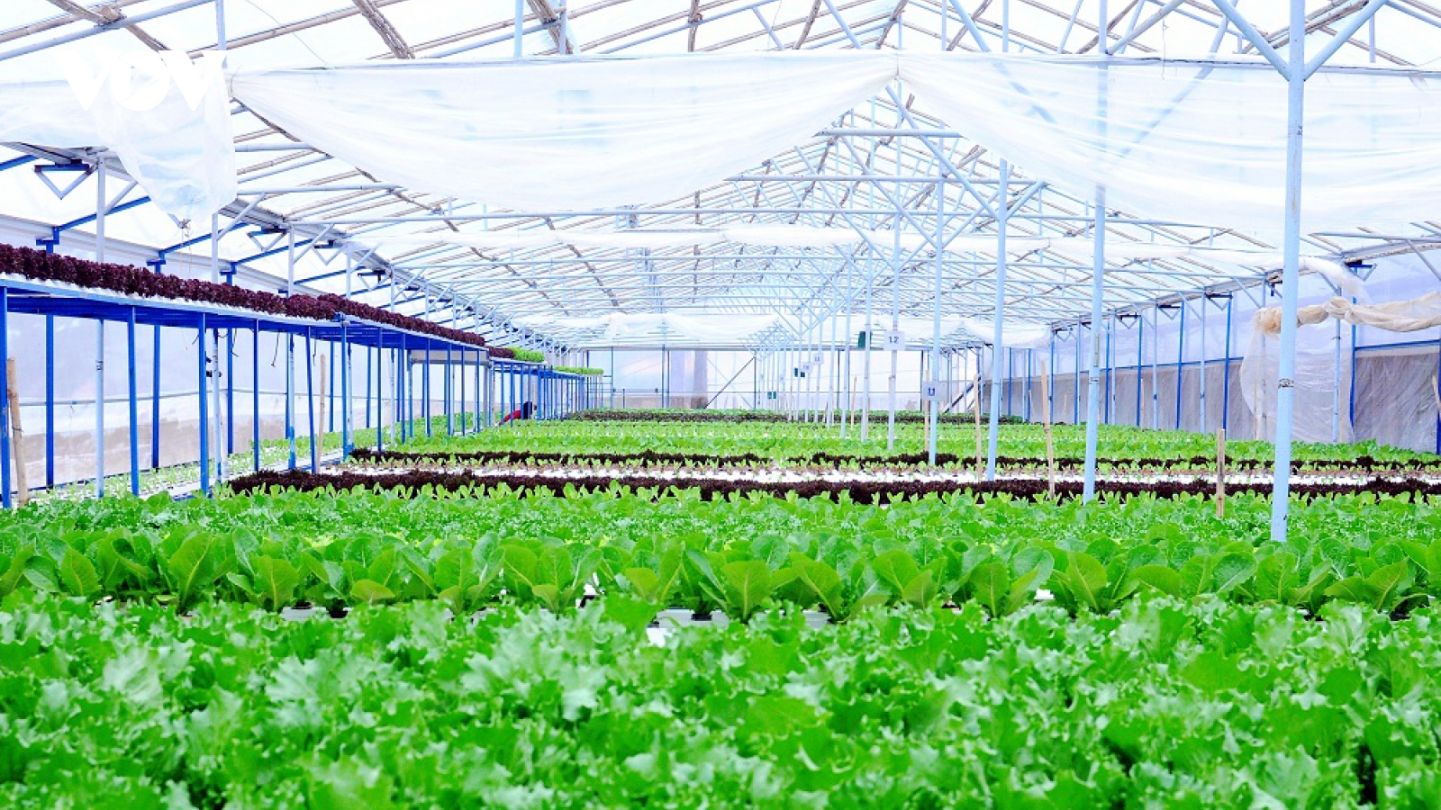 Lâm Đồng đẩy mạnh chuyển đổi số trong sản xuất, chế biến nông sản hữu cơ