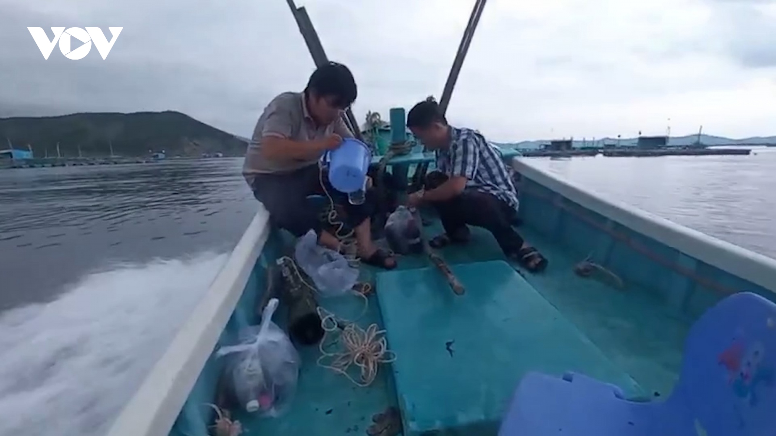 Phú Yên công bố nguyên nhân tôm hùm nuôi bị chết