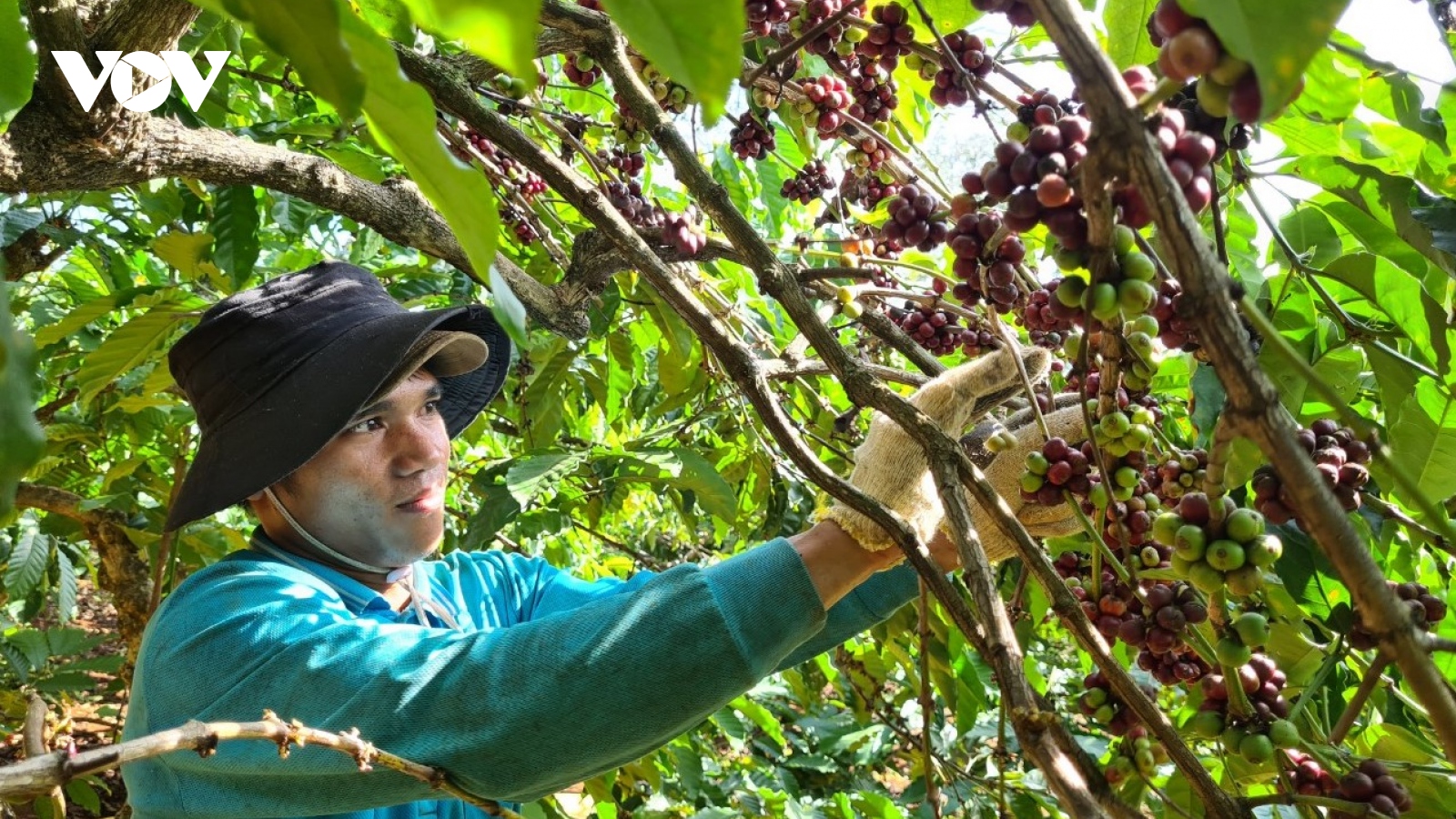 Giá cà phê hôm nay 13/5: Cà phê trong nước tăng trở lại mức trên 100.000 đồng/kg