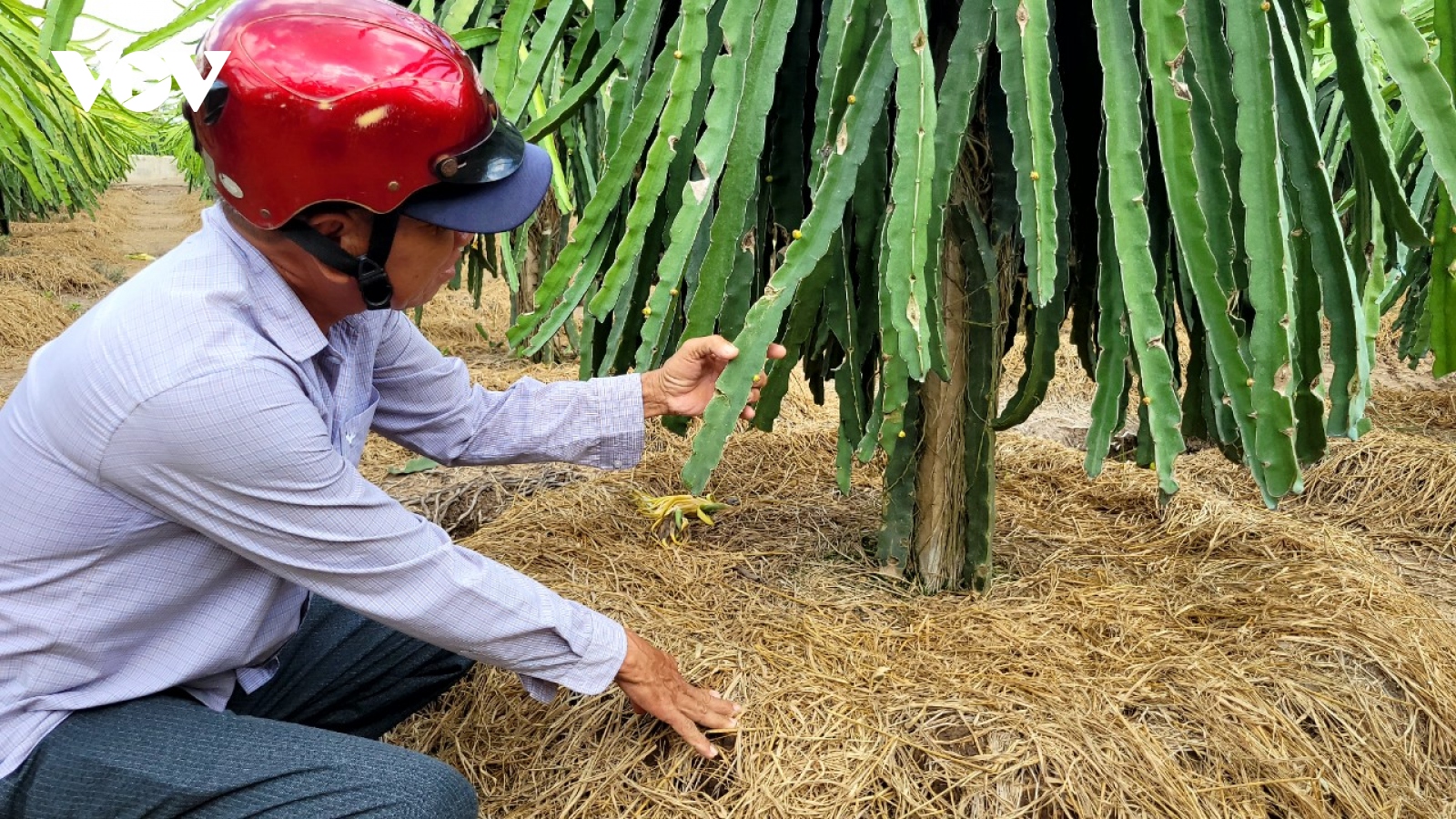 Thanh long tăng giá, nhà vườn ngày đêm canh giữ cây