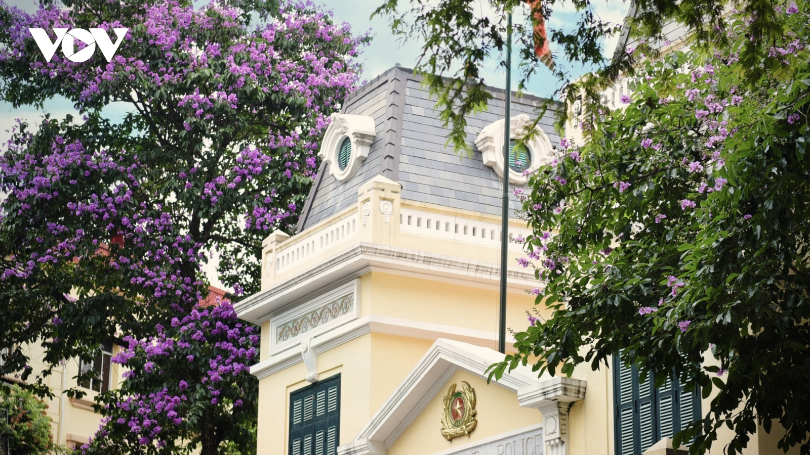 Bằng lăng, phượng đỏ rực rỡ khắp phố phường Hà Nội