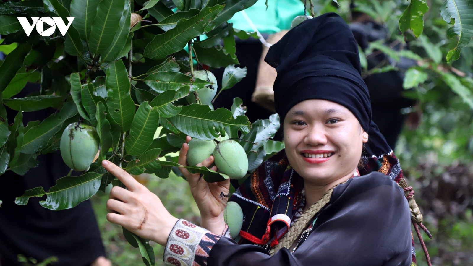 Sôi động Ngày hội xoài Yên Châu ở Sơn La