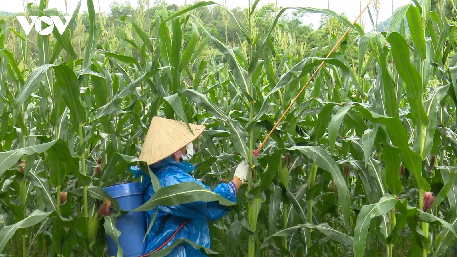 Lạng Sơn: Ngăn châu chấu tre lưng vàng lan rộng, phá hại hoa màu