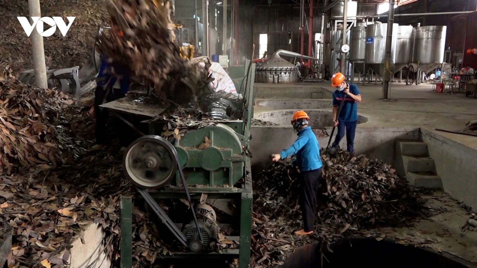 Doanh nghiệp chế biến quế ở Yên Bái nỗ lực vượt khó