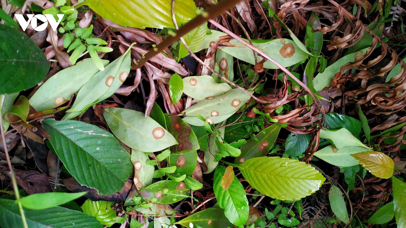 Người dân lo lắng khi nhiều rừng hồi tại Cao Bằng bị nhiễm bệnh