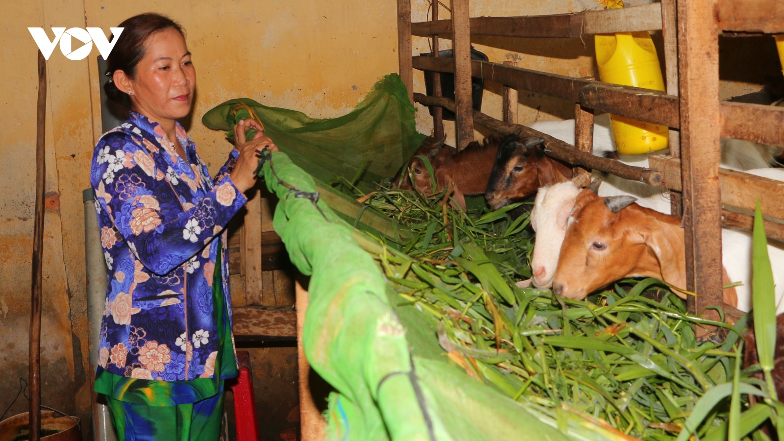 Đồng bào dân tộc thiểu số Sóc Trăng thoát nghèo nhờ được tiếp cận vốn