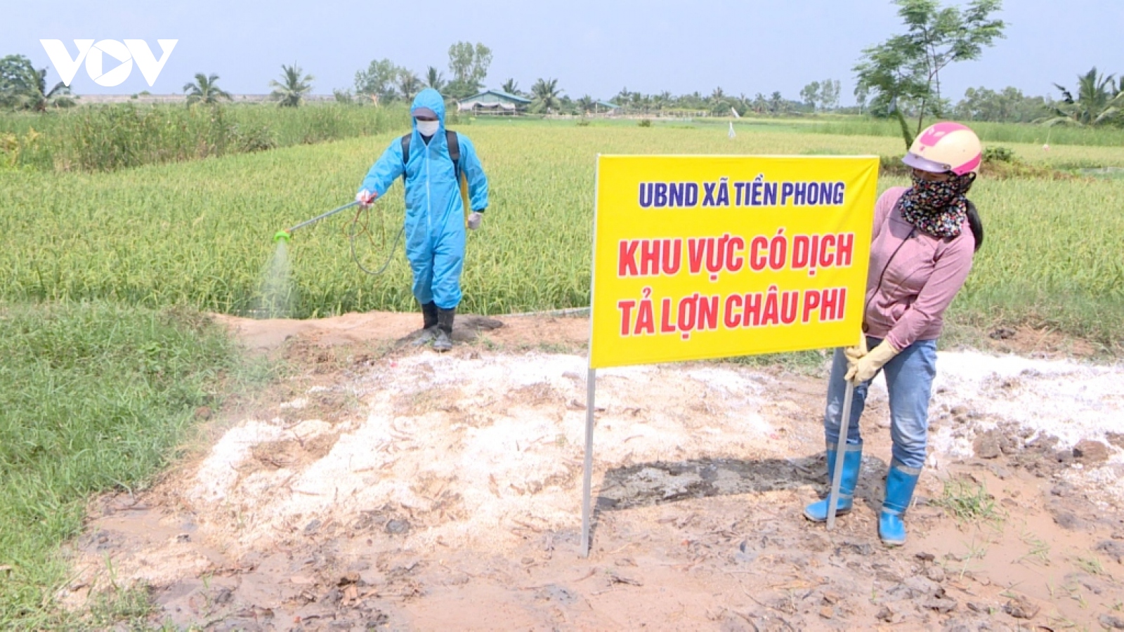 Quảng Ninh sẽ triển khai thử nghiệm vaccine dịch tả lợn Châu Phi từ tháng 7/2024