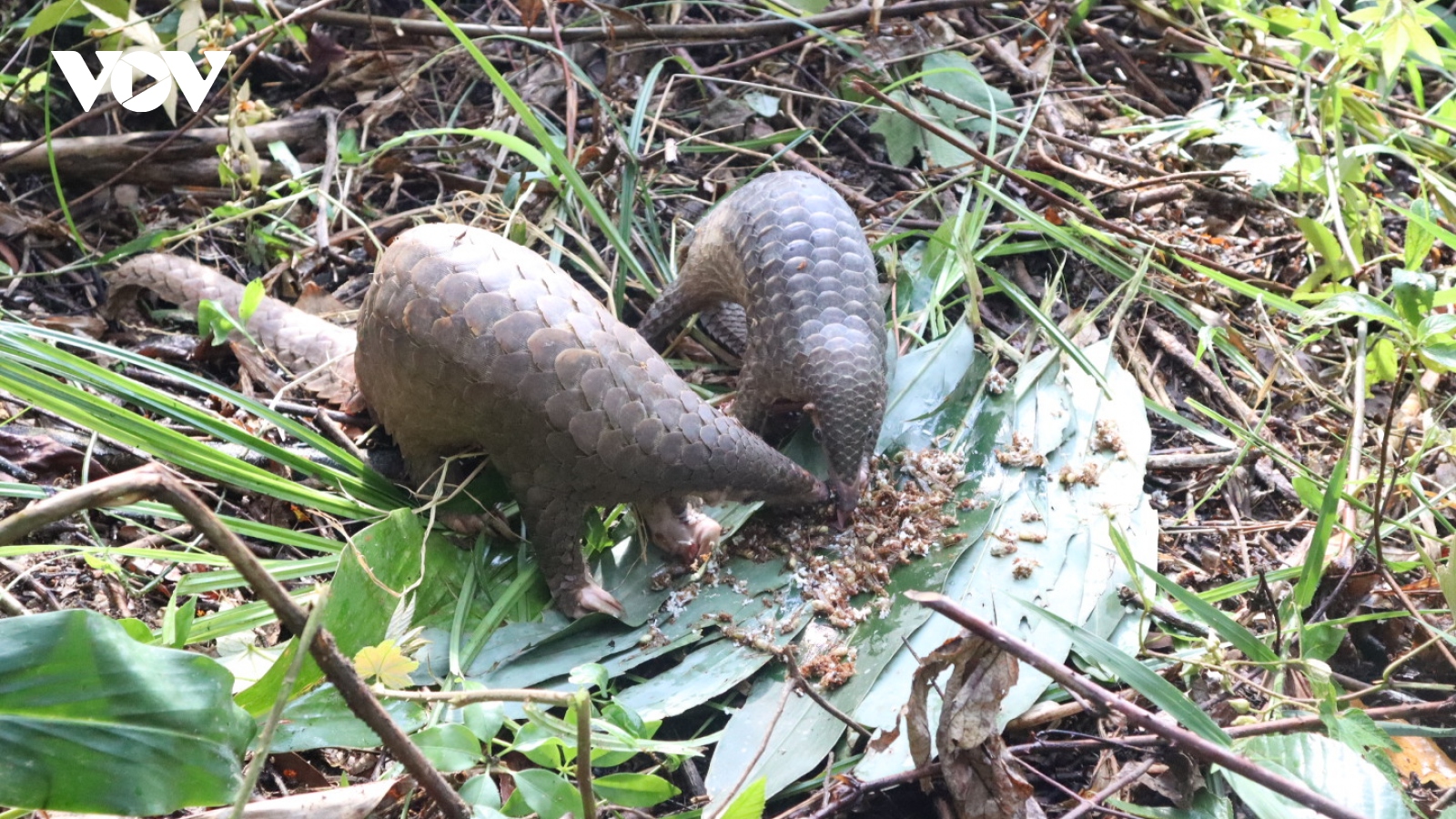 Thả 7 cá thể động vật hoang dã quý hiếm về tự nhiên