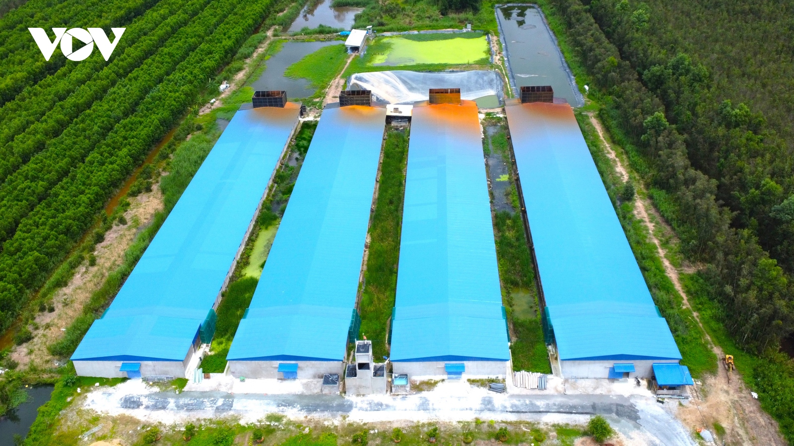 Cà Mau: Người dân phản ánh trang trại heo gây mùi hôi thối