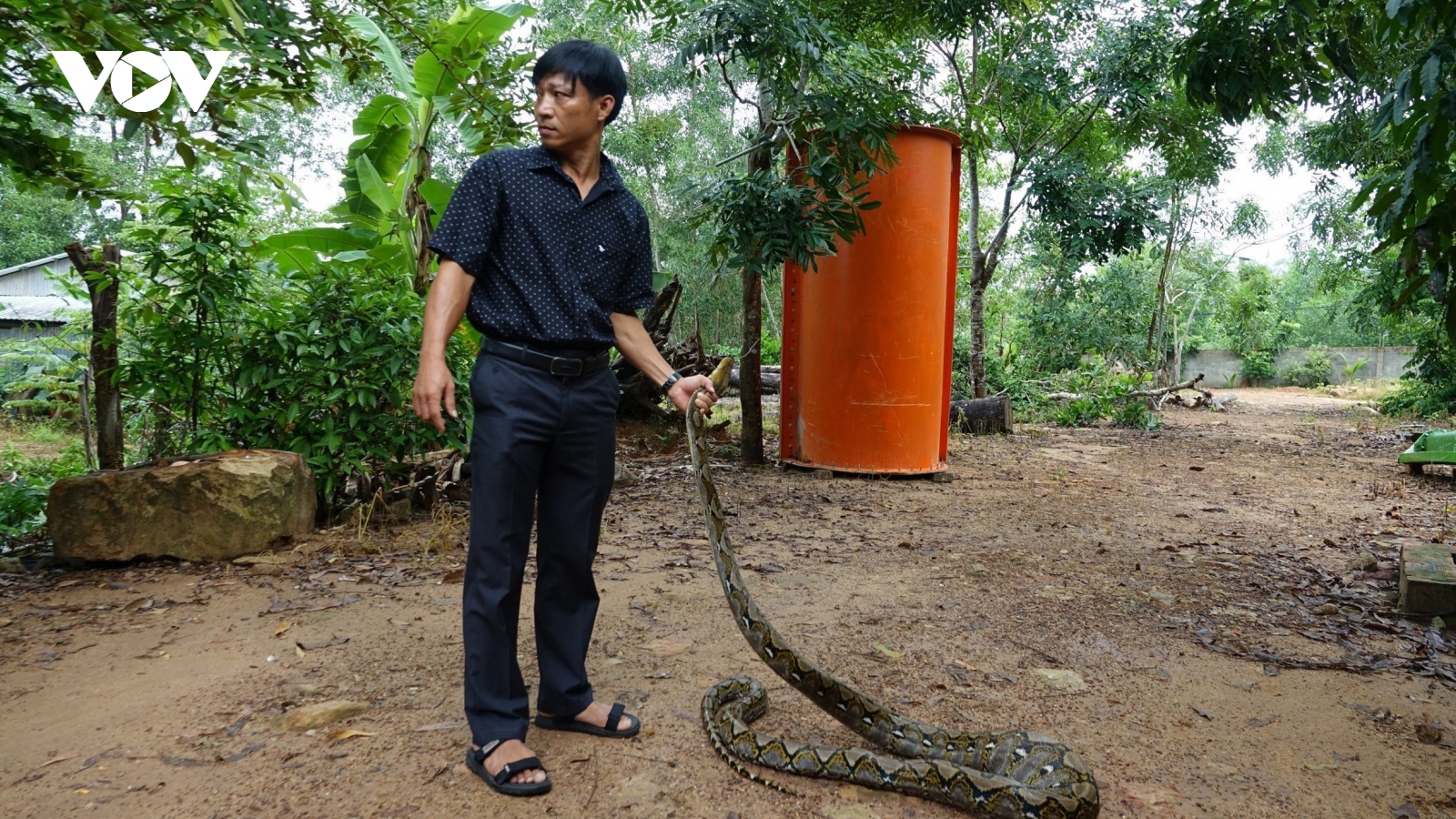 Thả rùa núi vàng và trăn gấm về với tự nhiên