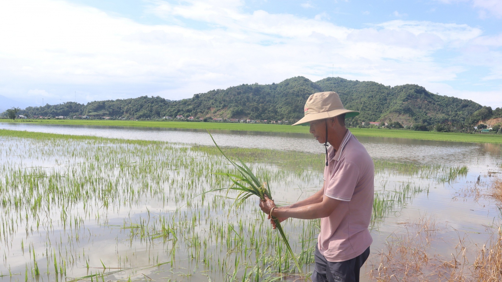 Hàng trăm ha lúa ở Đắk Lắk có nguy cơ mất trắng do mưa lớn kéo dài