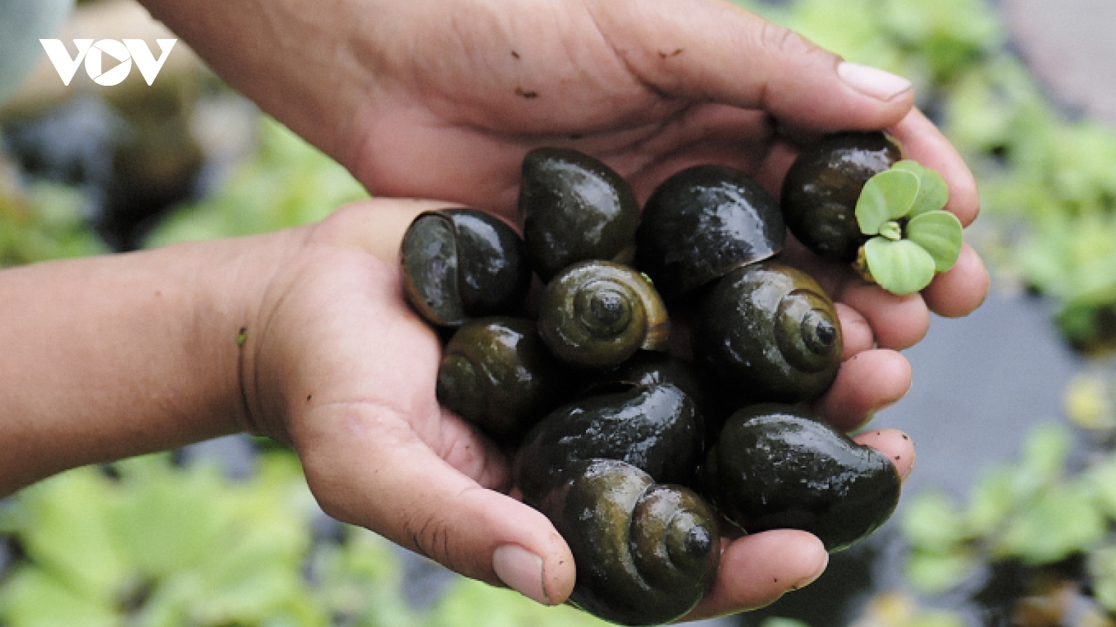 Thu lãi cao nhờ nuôi ốc bươu đen
