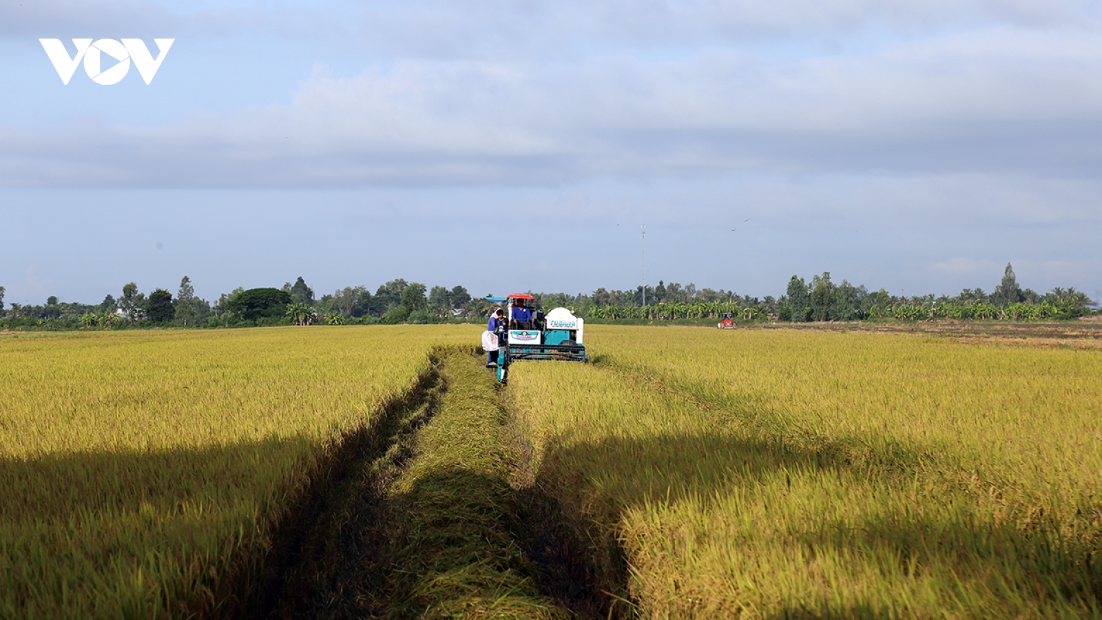 Cần Thơ thực hiện “1 phải, 5 giảm” trong chăm sóc, thu hoạch lúa Thu Đông