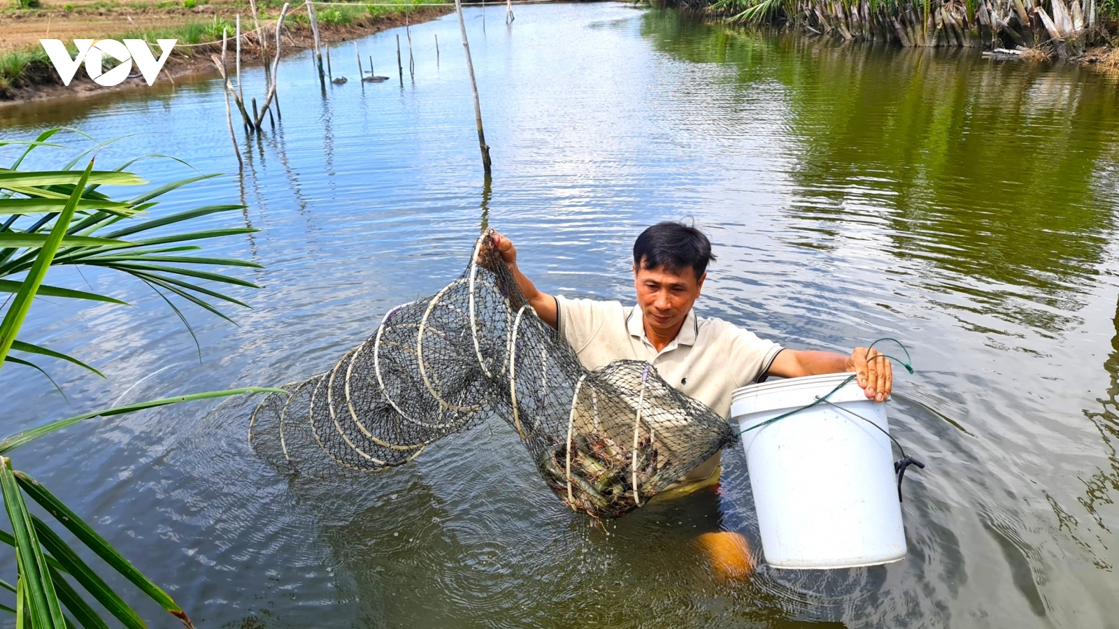 Tôm - lúa Cà Mau đạt thêm chứng nhận BAP