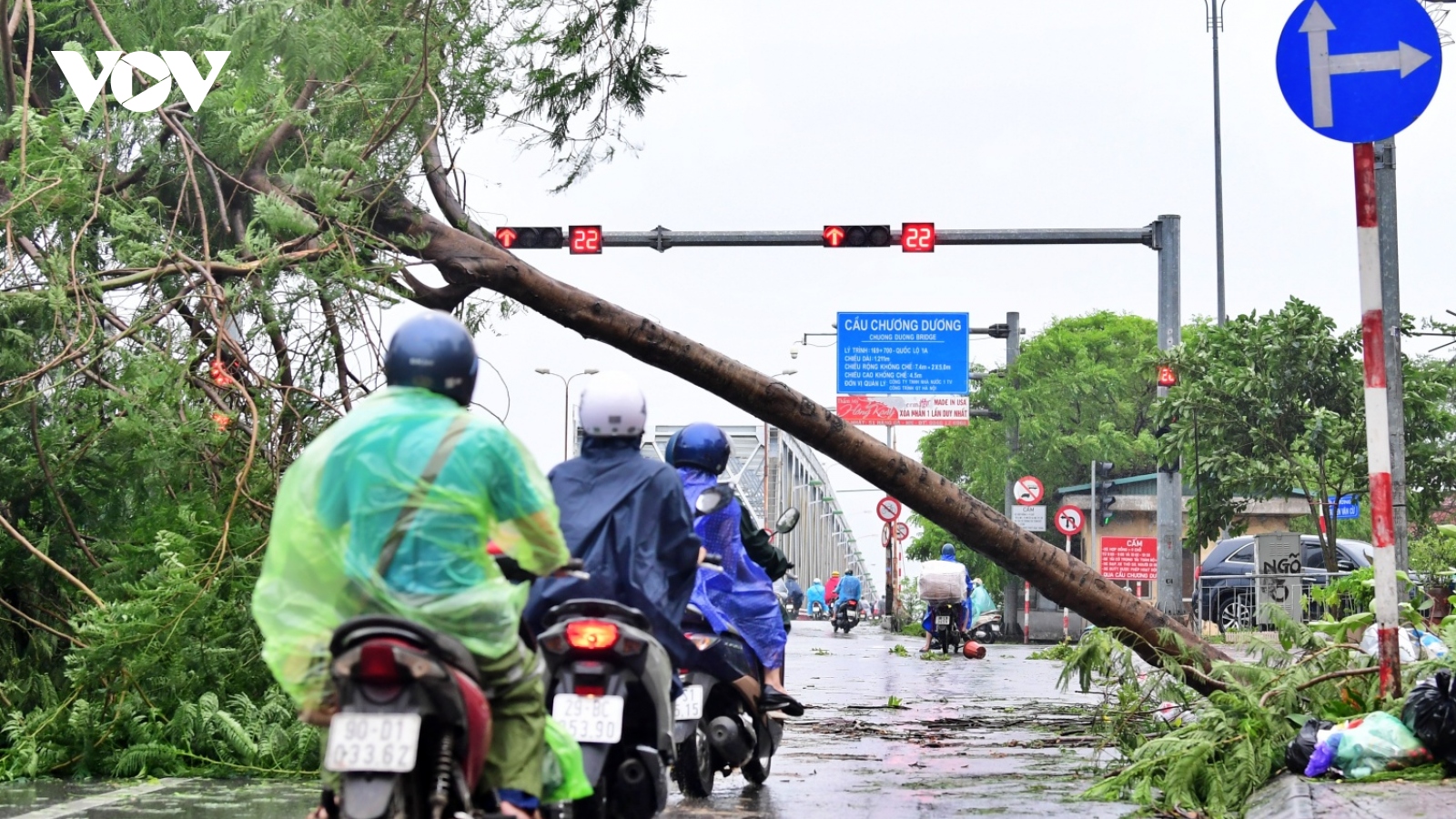 Bão số 3 khiến cây phượng bật gốc chắn ngang đường lên cầu Chương Dương