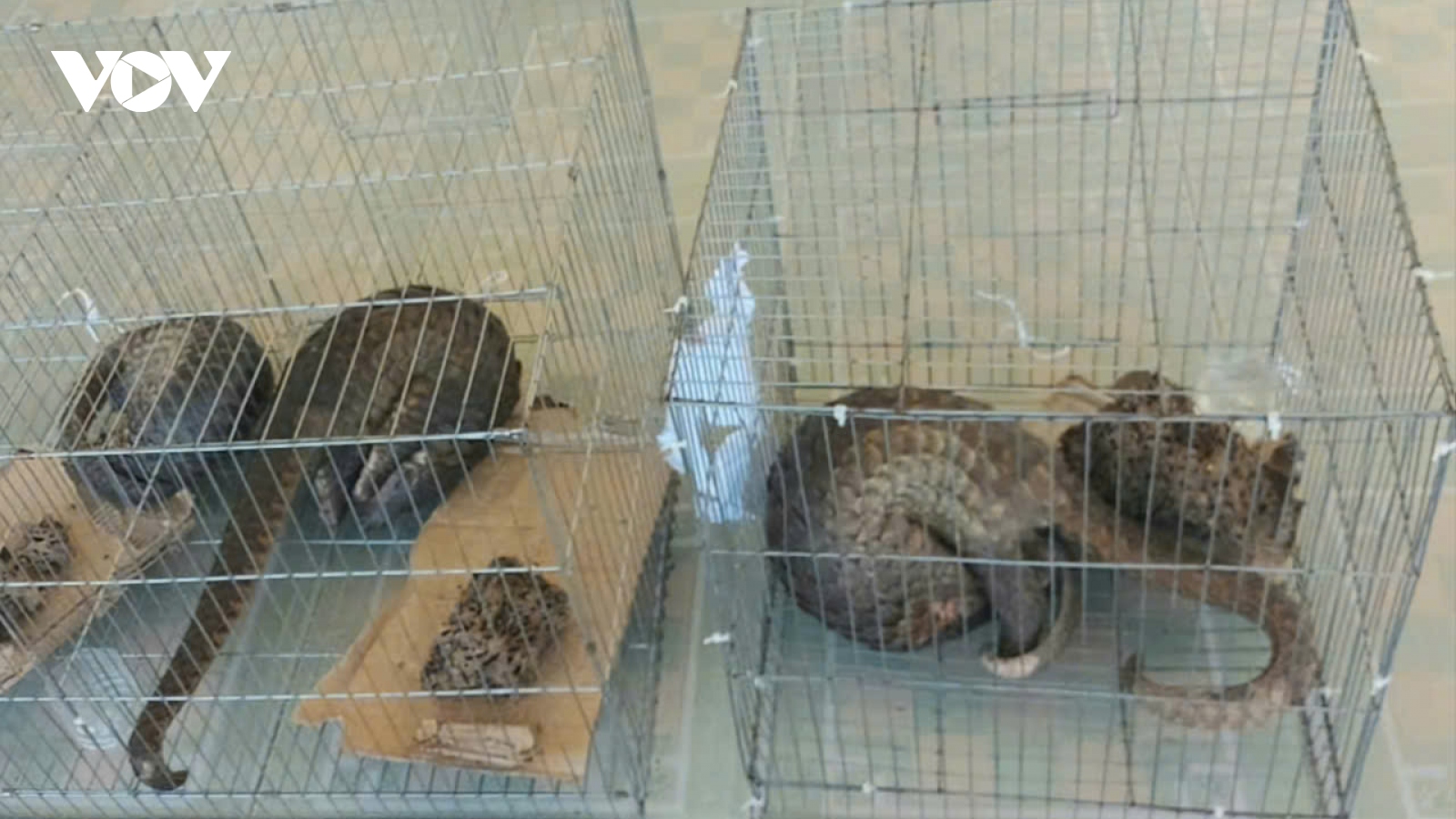 Hậu Giang: Mua bán 4 con tê tê, hai đối tượng bị phạt tổng cộng 1 tỷ đồng