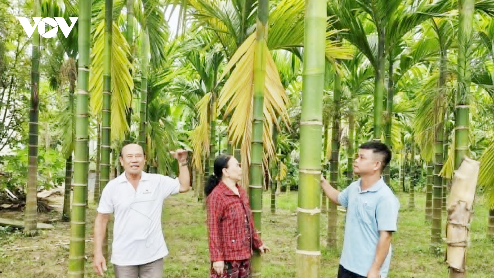 Quả cau tăng giá, nông dân Quảng Nam thêm niềm vui