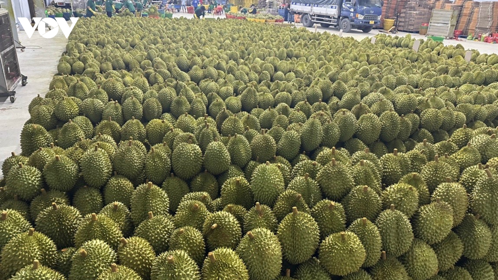 Vì sao giá sầu riêng lại rẻ chưa từng có?