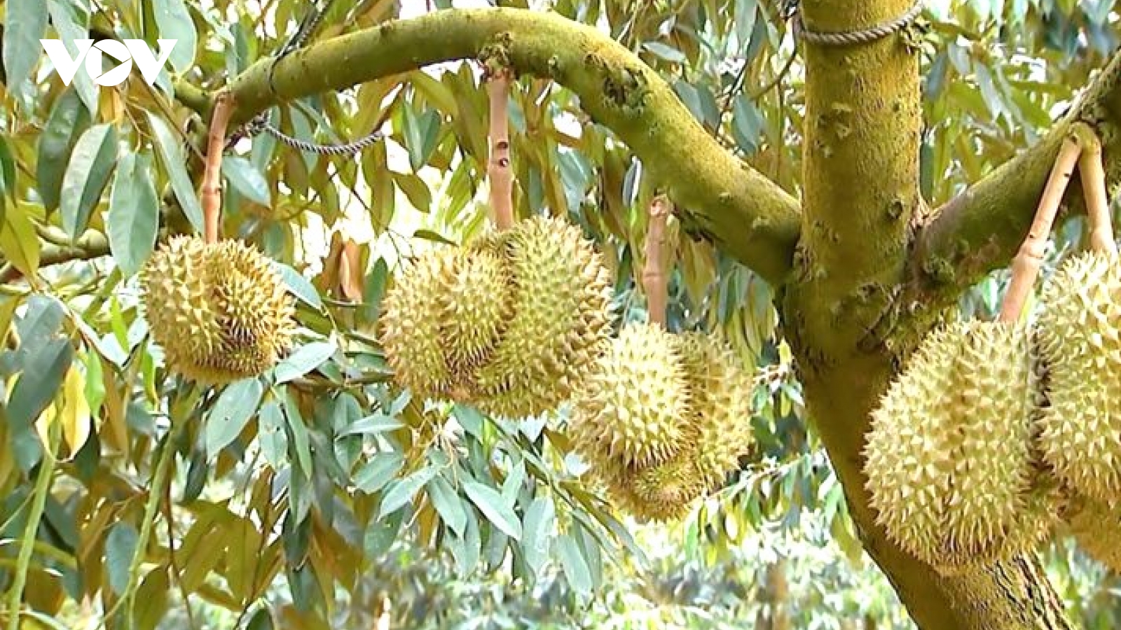 Hỗ trợ địa phương kiểm soát chất lượng sầu riêng phục vụ xuất khẩu