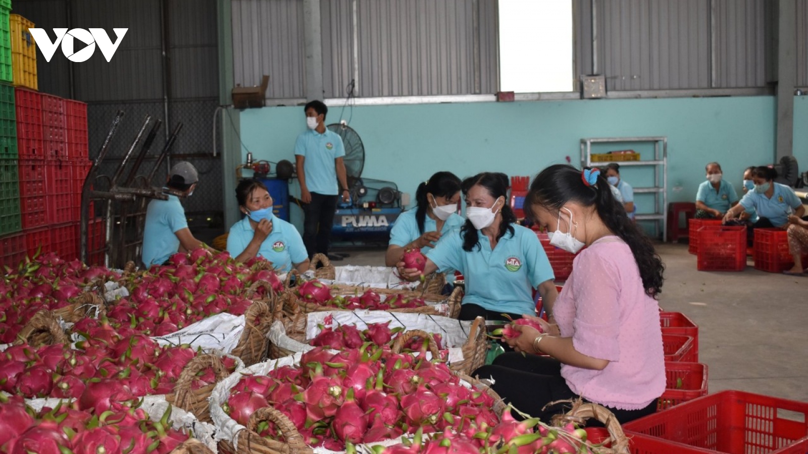 Trái thanh long vụ thuận vẫn cho lãi hơn 10.000 đồng/kg