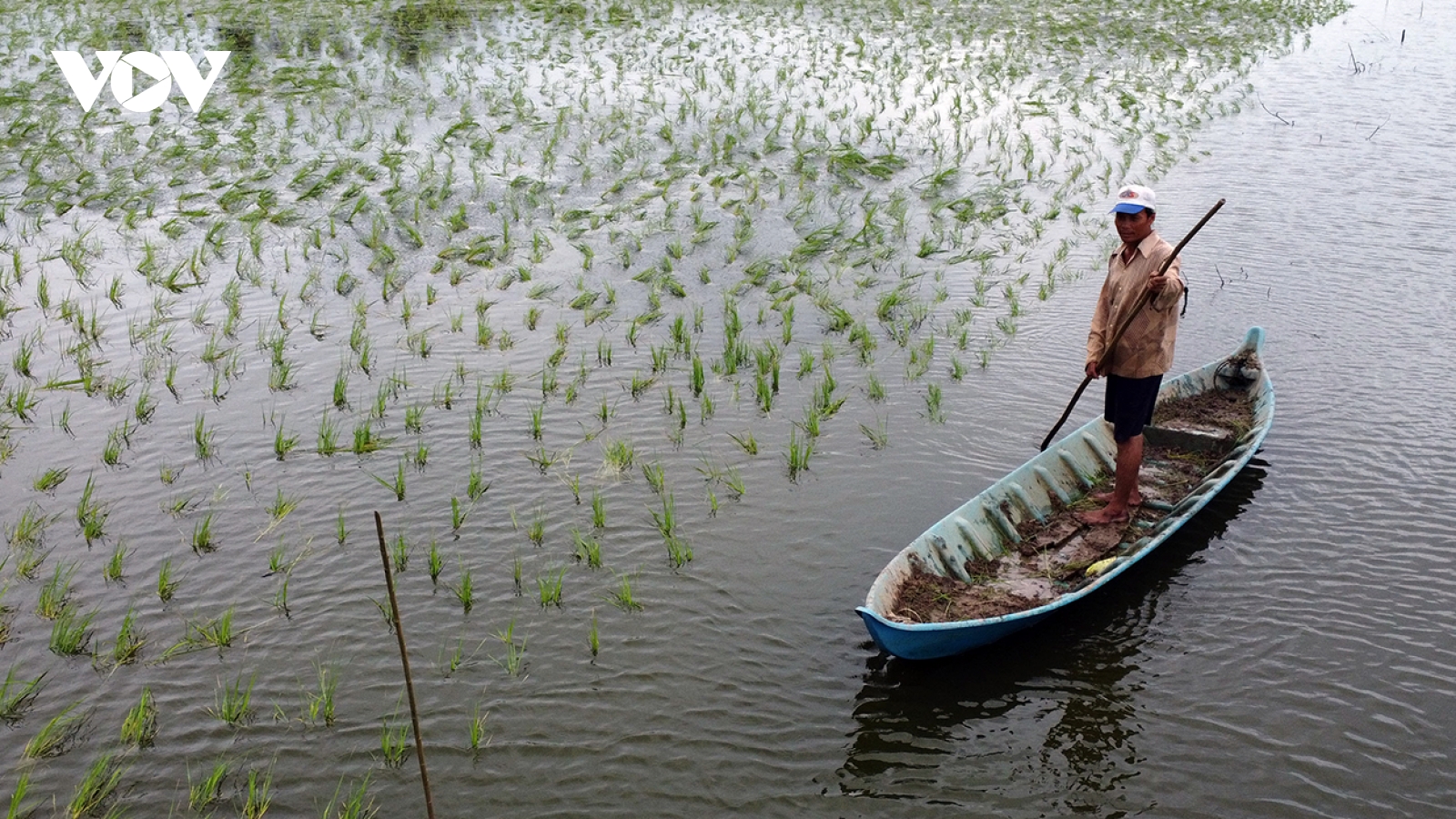Về Cà Mau thăm vùng nuôi tôm - lúa sinh thái
