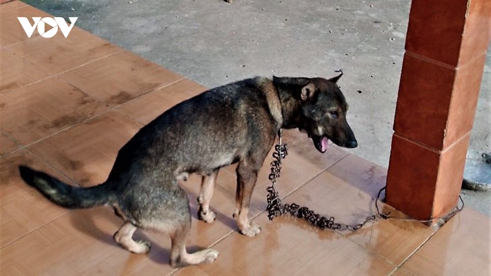 Cà Mau phát hiện 7 ổ bệnh dại