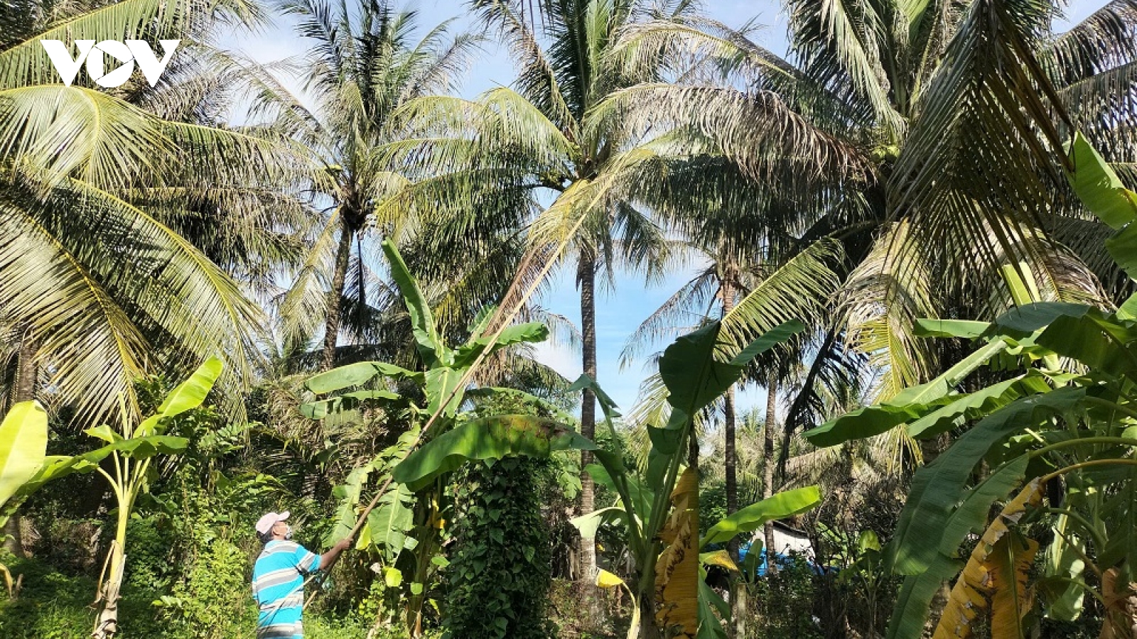 Tiền Giang nỗ lực diệt sâu đầu đen bảo vệ vườn dừa thương phẩm