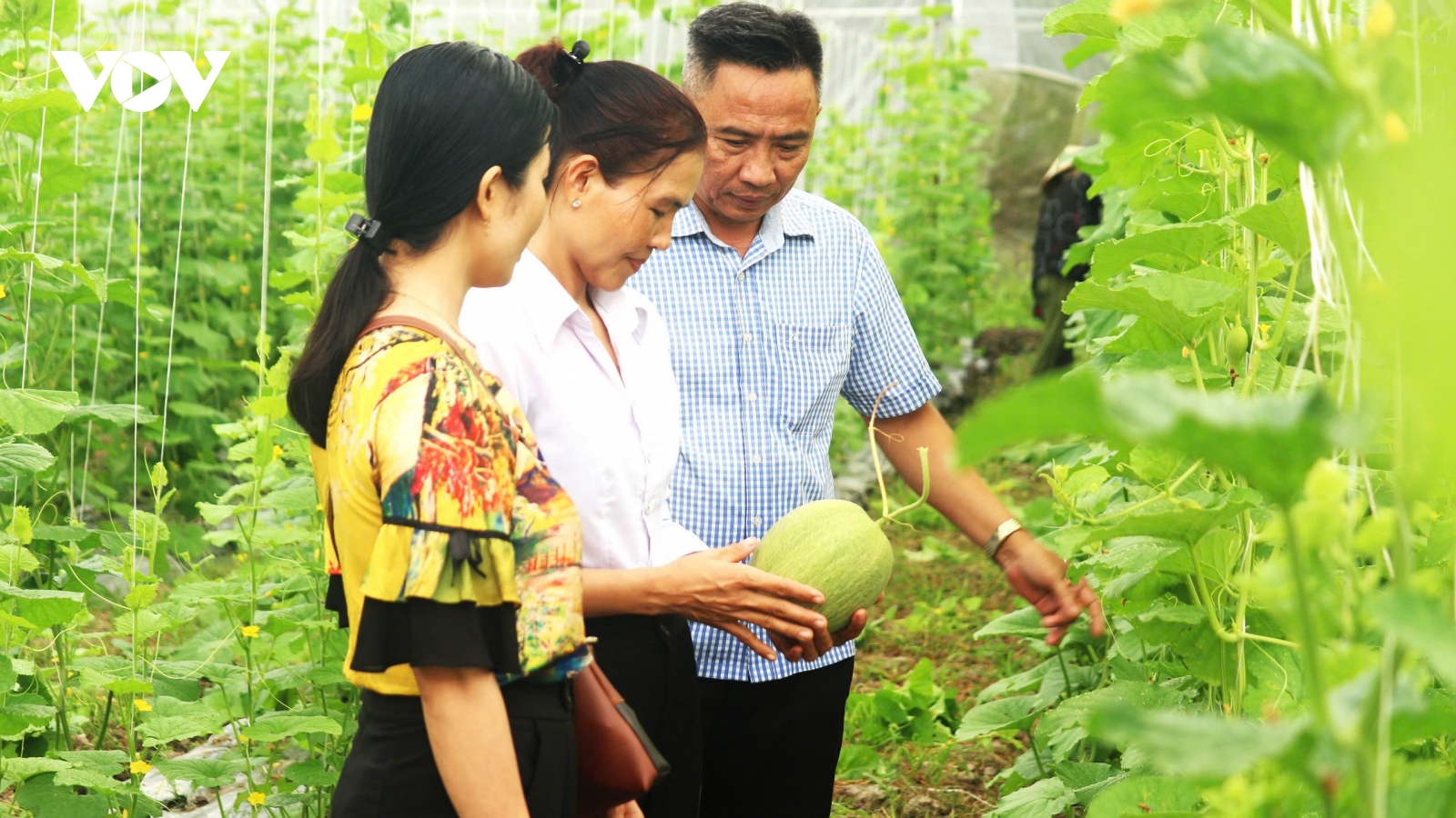 Thành công đưa mô hình nông nghiệp công nghệ cao vào vùng đất trũng, phèn