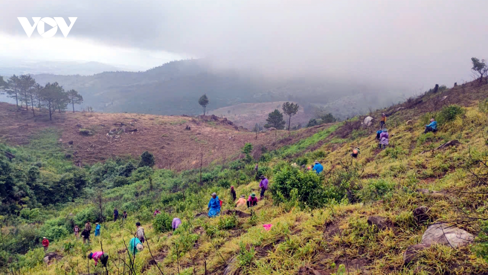 Người dân tộc thiểu số làm giàu nhờ trồng rừng