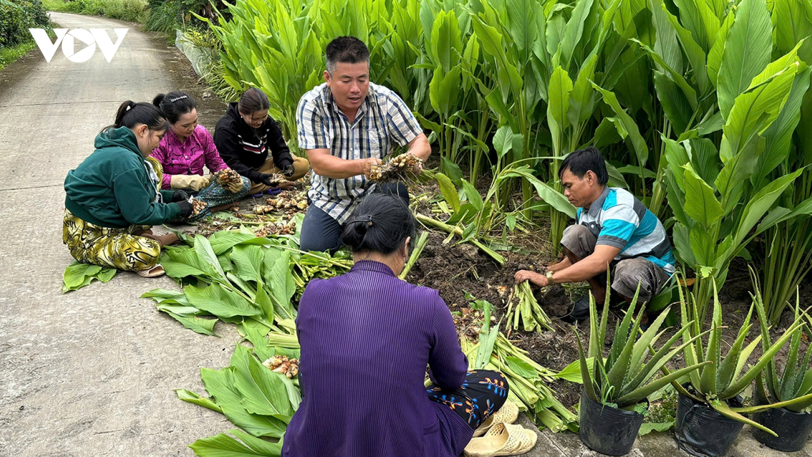 Khởi nghiệp từ sản phẩm tinh bột nghệ, người phụ nữ ở Cà Mau mong muốn mở rộng sản xuất