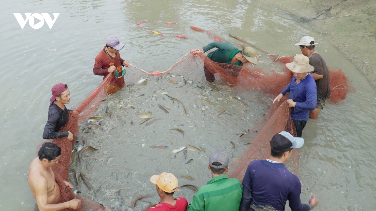 “Tuyệt chiêu” giúp lão nông Cà Mau "cãi vợ" nuôi cá chình thu lãi tiền tỷ