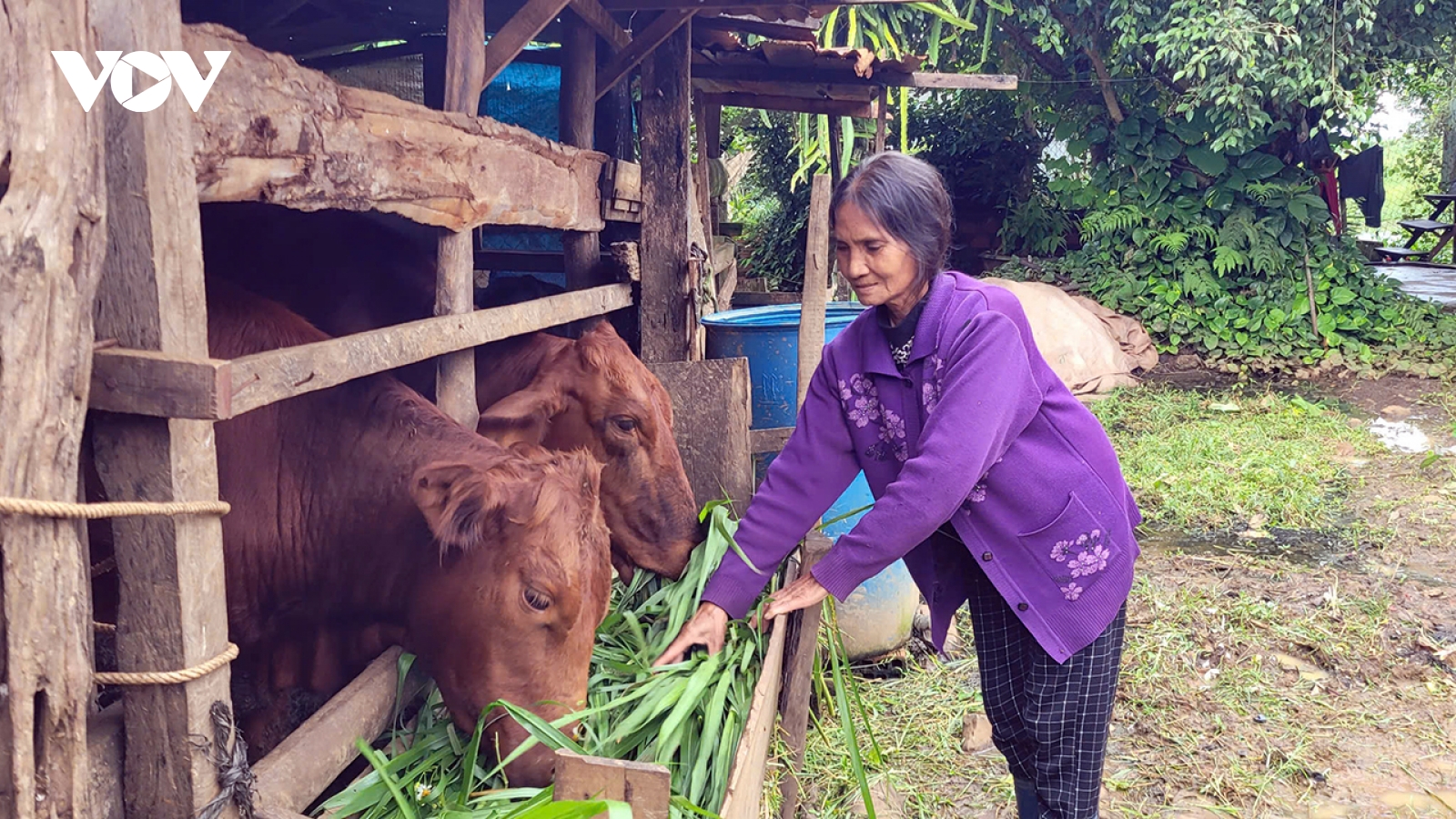 Hỗ trợ sinh kế cho hộ nghèo ở Gia Lai bằng bò sinh sản mang lại hiệu quả cao