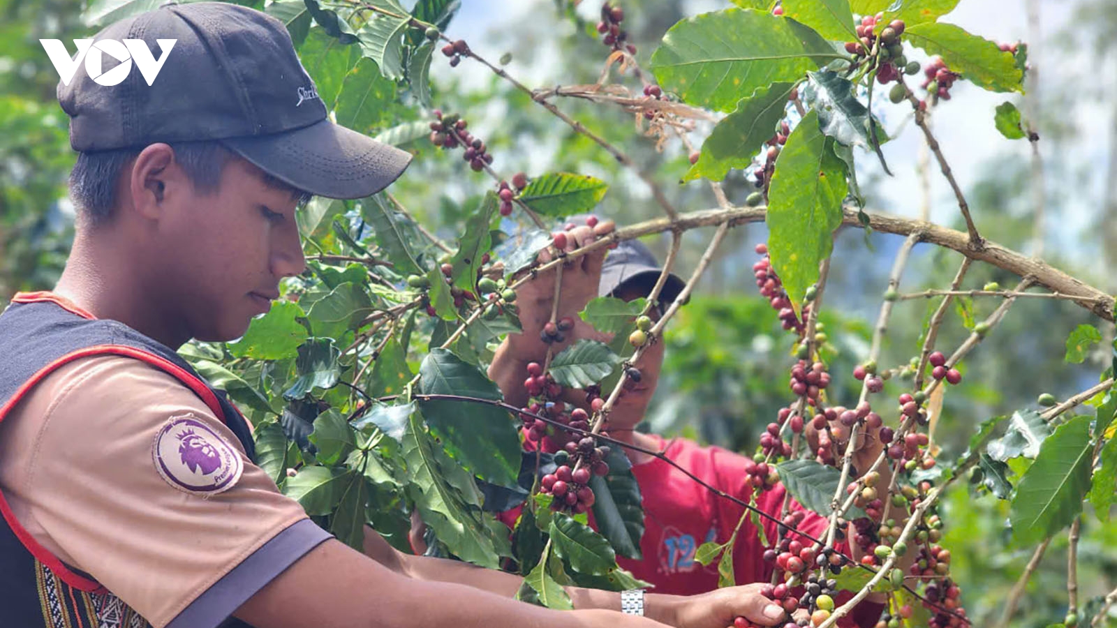Kon Tum nâng cao chất lượng và hiệu quả kinh tế cây cà phê xứ lạnh