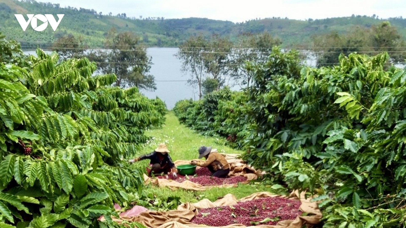 Giá cà phê ngày 27/1: Cà phê trong nước tăng 1.200 đồng lên 125.500 đồng/kg