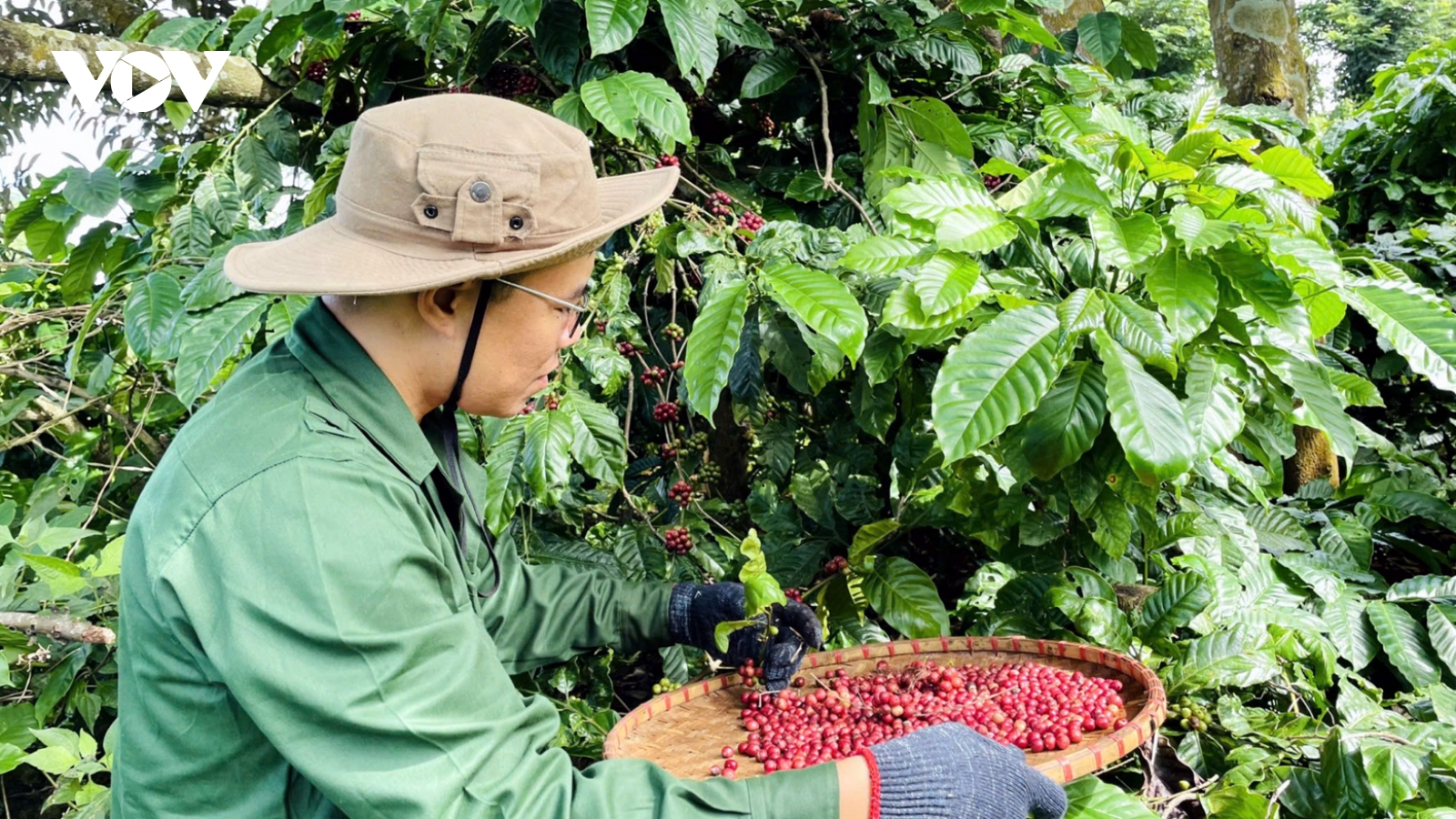 Giá cà phê hôm nay 9/6: Giá cà phê trong nước trung bình ở mức 113.900 đồng/kg