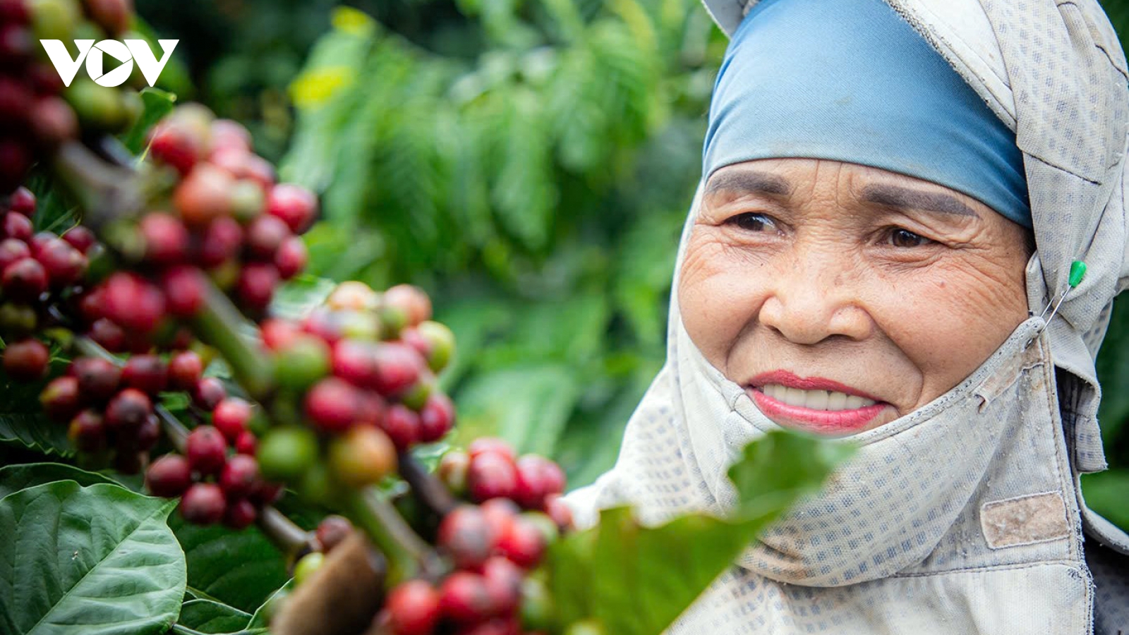 Giá cà phê hôm nay 6/2: Cà phê trong nước tăng 1.100 đồng lên 129.200 đồng/kg