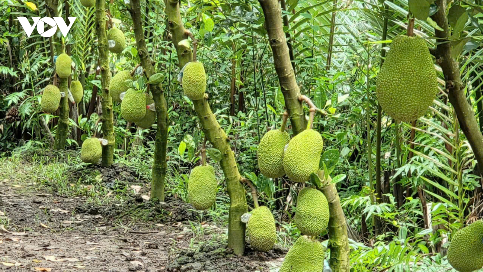 Hơn 200ha diện tích nông sản ở Hậu Giang được cấp xác nhận an toàn thực phẩm