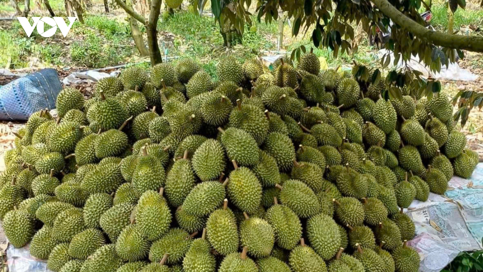 Tiền Giang: Đầu vụ trái sầu riêng giá rất cao nhưng khan hàng