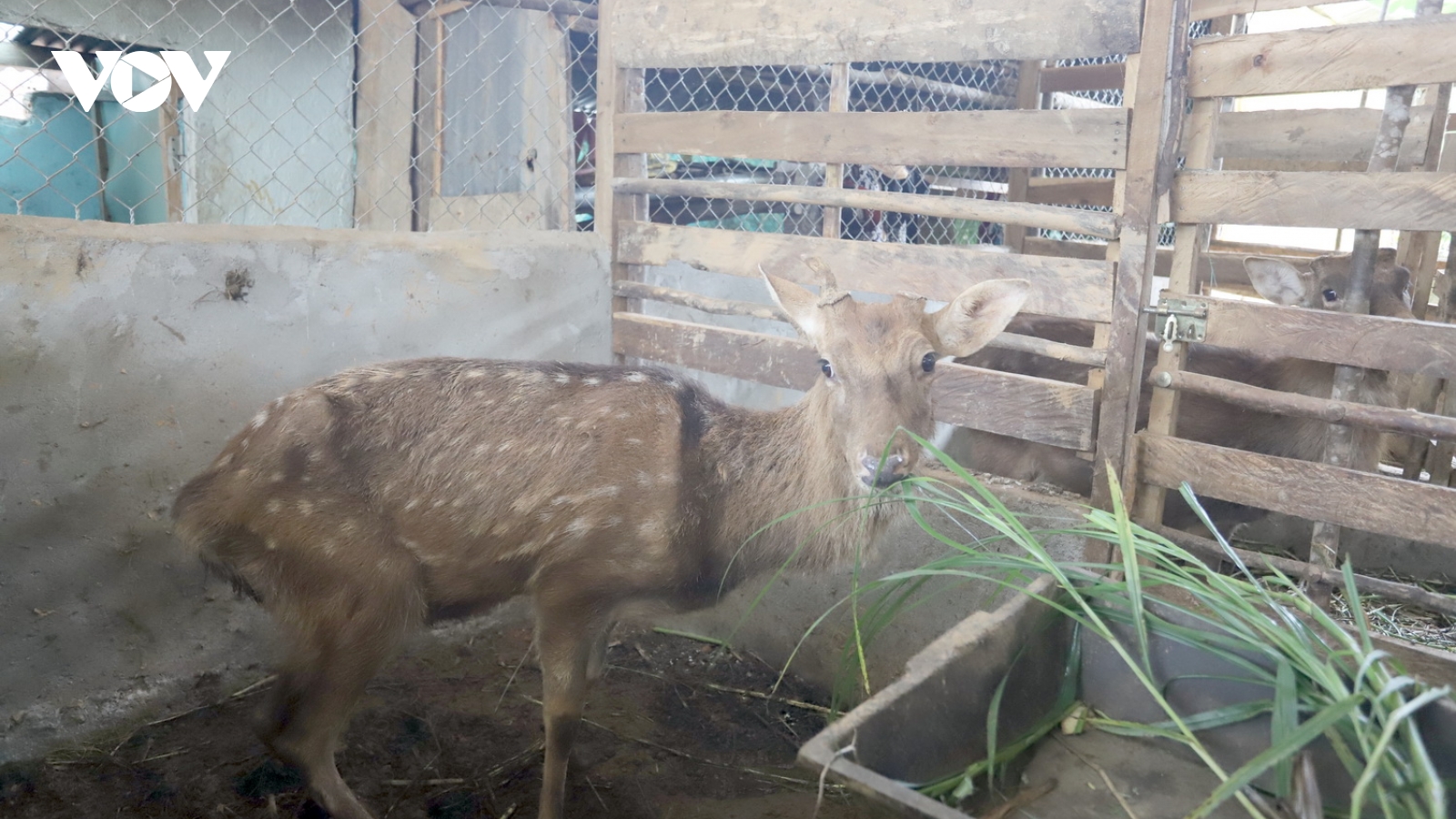 Nuôi hươu sao lấy nhung, hướng thoát nghèo mới tại miền núi Quảng Nam
