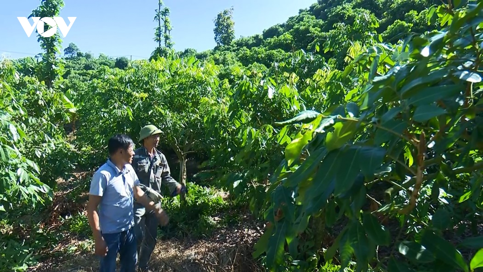 Tăng sức cạnh tranh cho sản phẩm nông nghiệp Sơn La trên thị trường