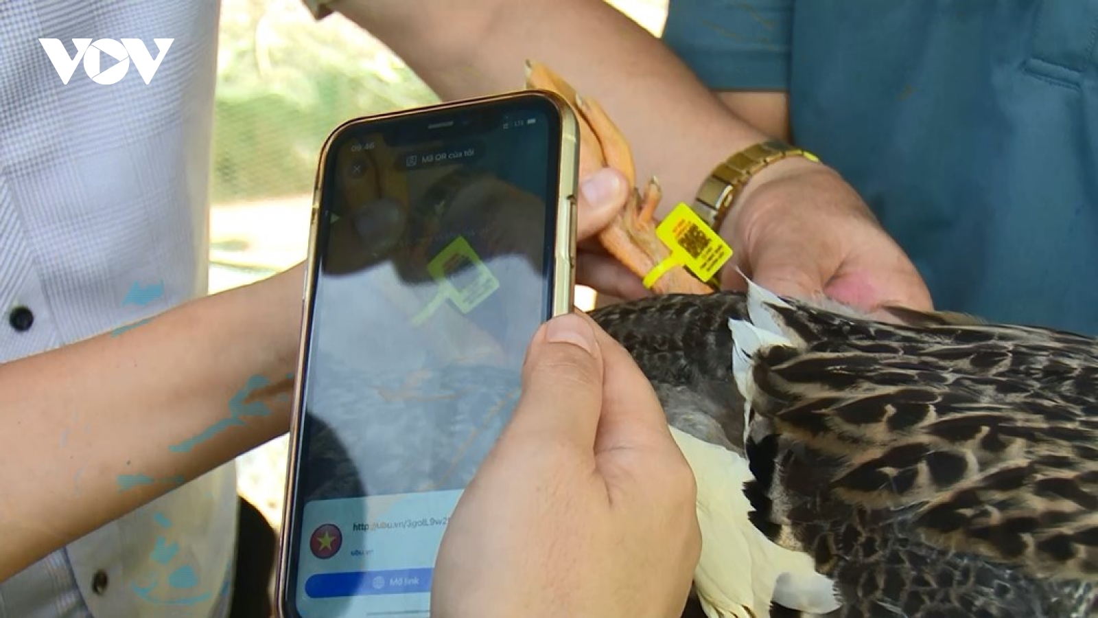 Lần đầu tiên vịt bản ở Sơn La được gắn tem truy xuất nguồn gốc