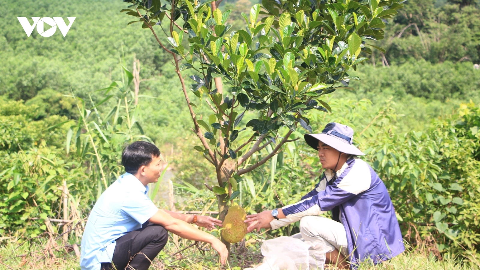 Mô hình mít ruột đỏ giúp người dân miền núi thoát nghèo