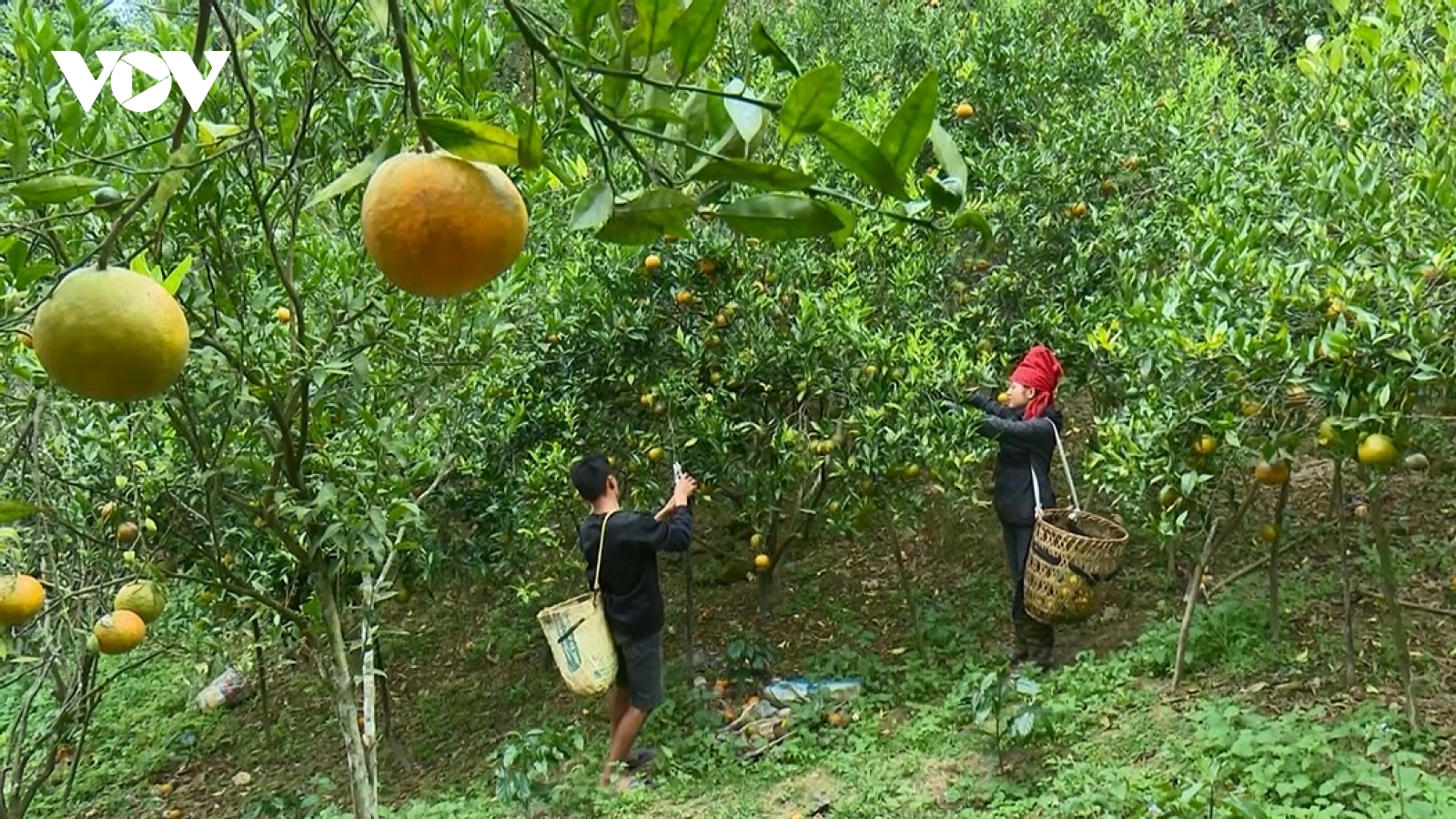 Người dân Sốp Cộp mở rộng diện tích trồng cam, đáp ứng nhu cầu thị trường