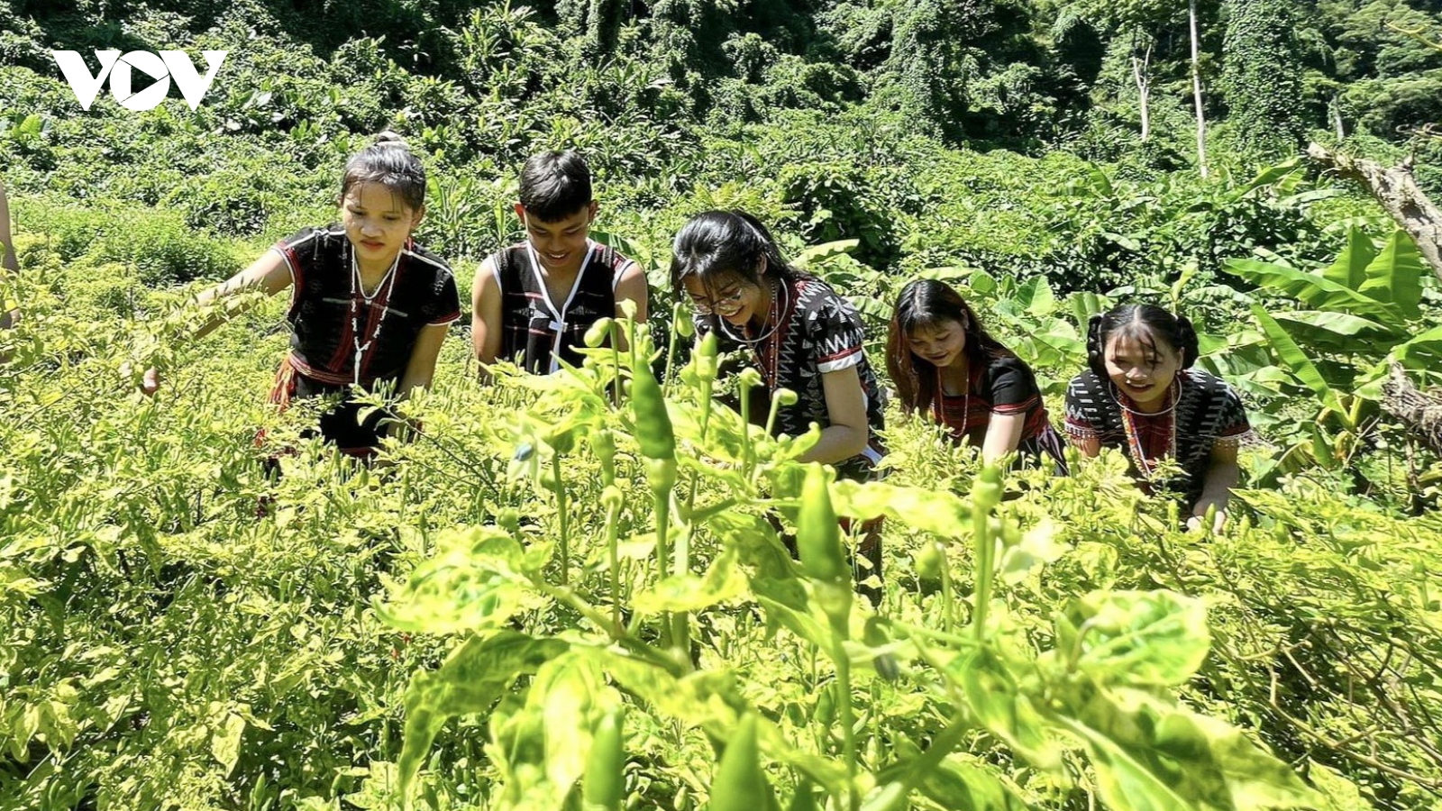 Đồng bào Cơ tu ở miền núi Quảng Nam thoát nghèo nhờ cây ớt Ariêu