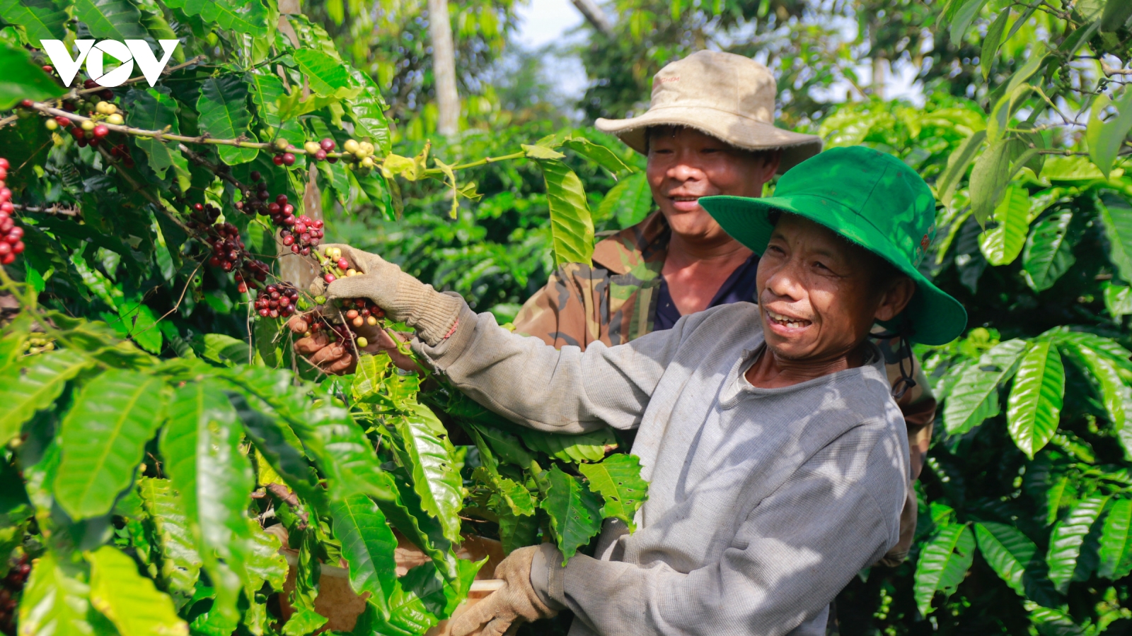Cà phê giá cao, nông dân phấn khởi, doanh nghiệp áp lực