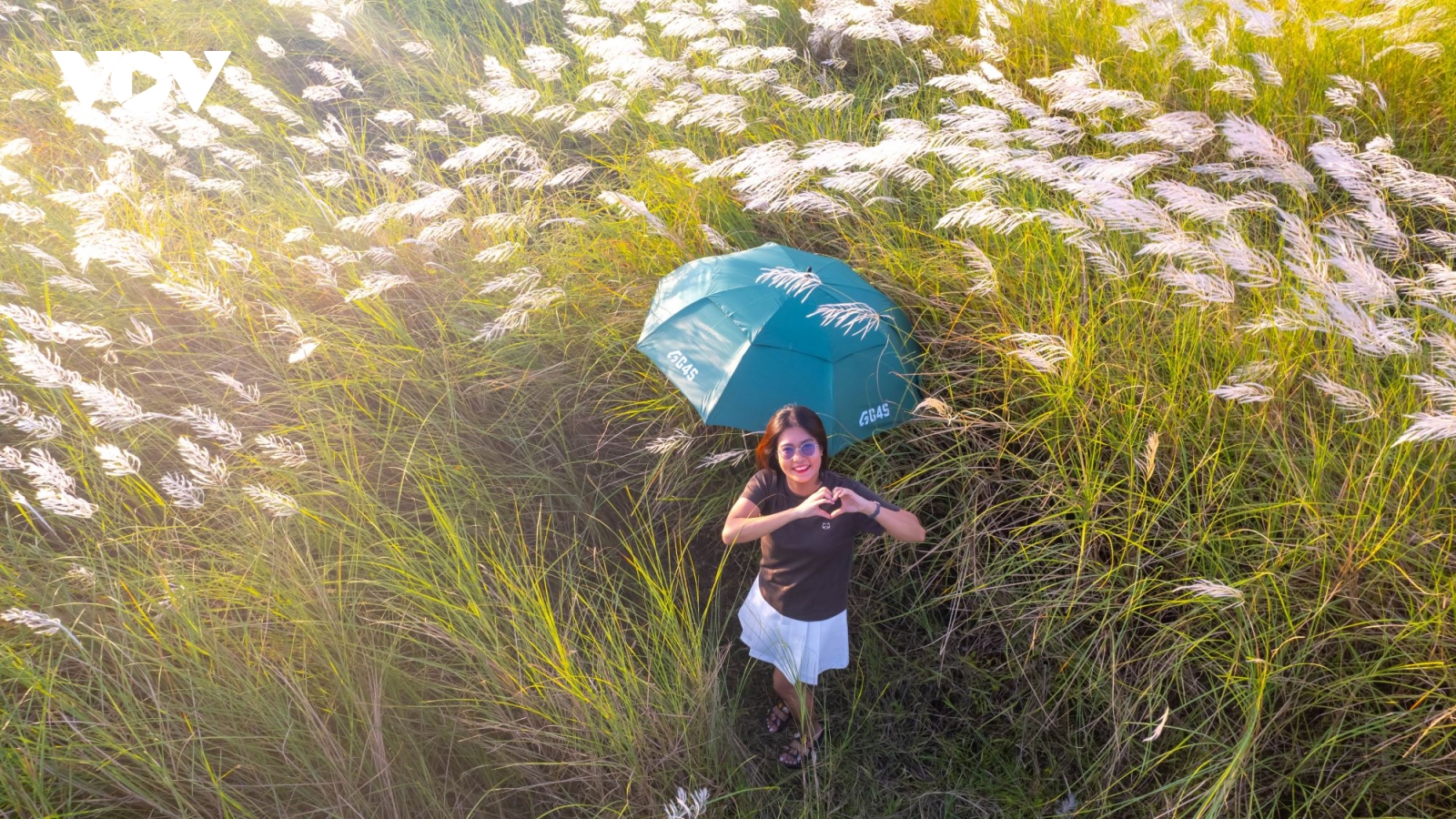 Khung cảnh thơ mộng bên đồng cỏ lau ở Quảng Nam