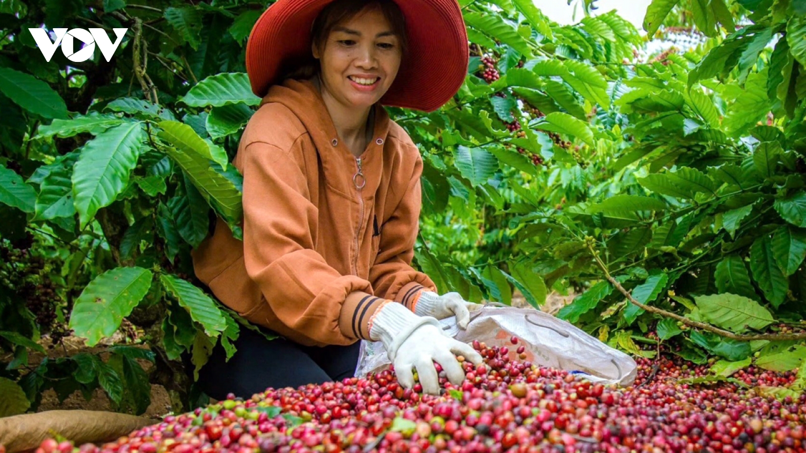 Giá cà phê hôm nay 4/6: Giá cà phê trong nước tiếp tục giảm 1.000 đồng/kg